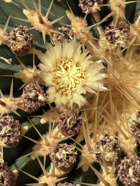 Ferocactus schwarzii